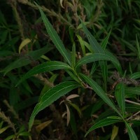 Strobilanthes nigrescens T.Anderson